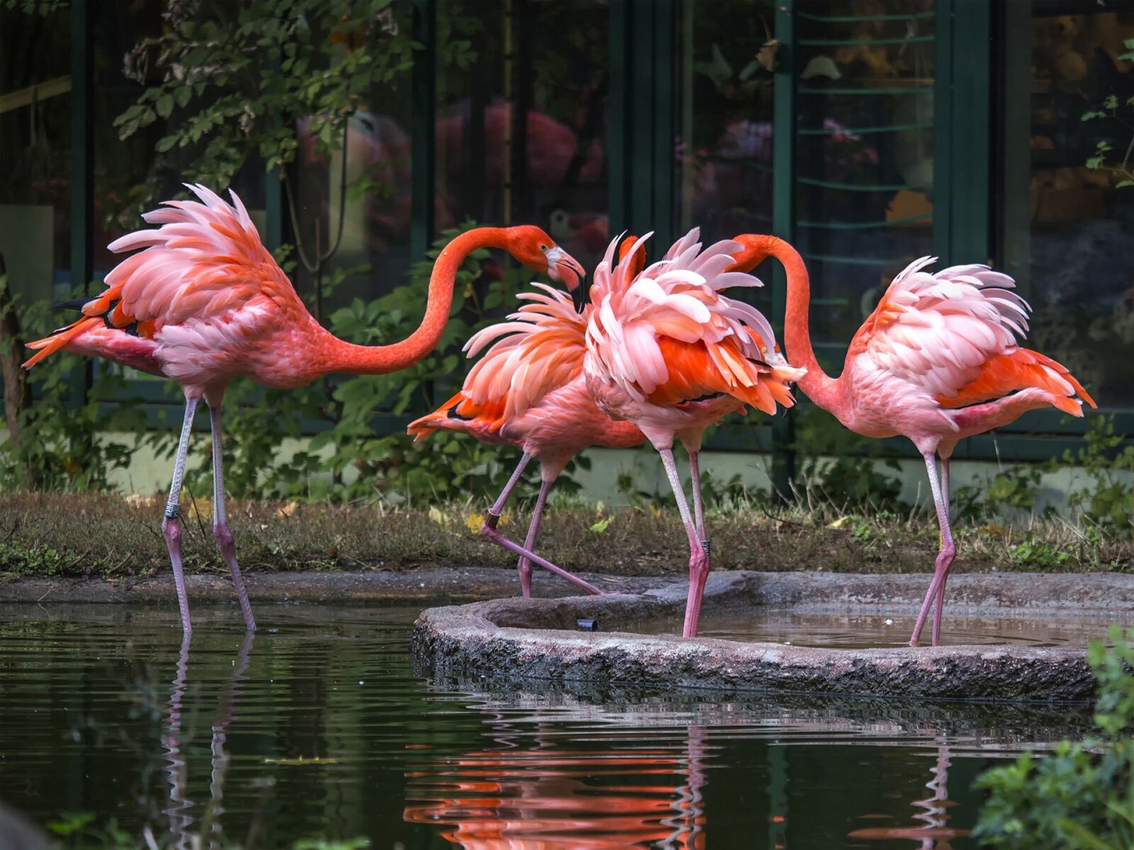 Canon EF-S 55-250mm F4-5.6 IS STM sample photo. Bird, flamingo, feather photography