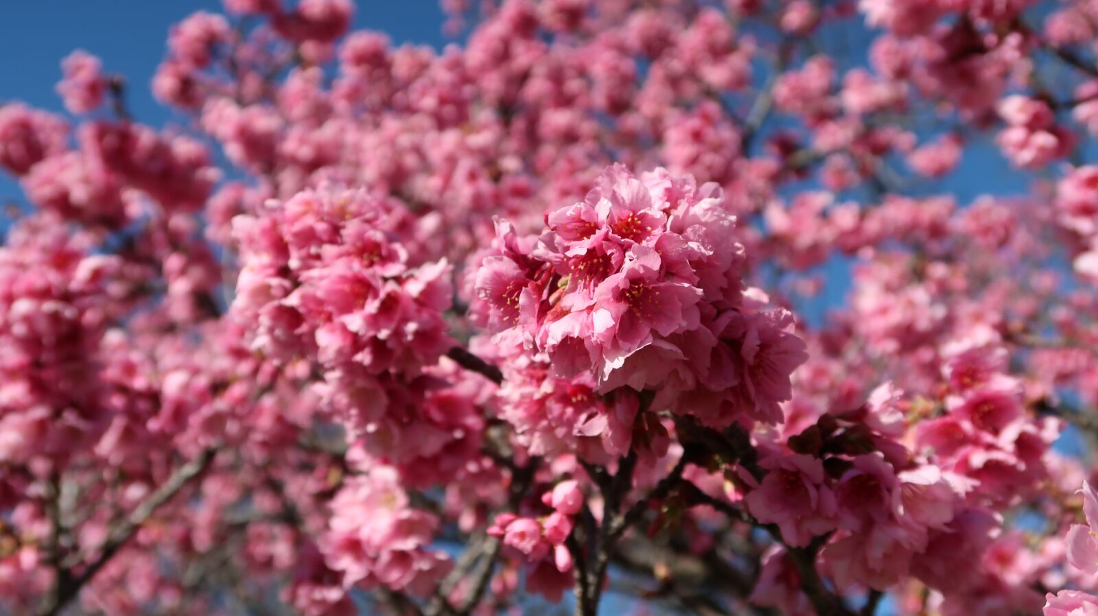 Canon PowerShot G7 X Mark II sample photo. Cherry, flower, flowering photography