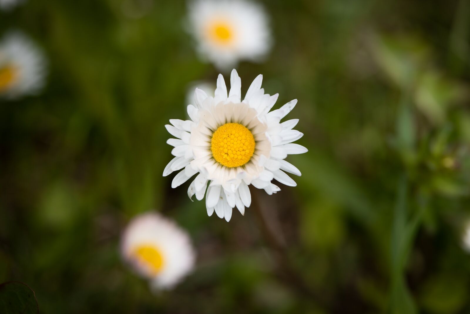 Nikon D750 sample photo. Daisy, pointed flower, meadow photography