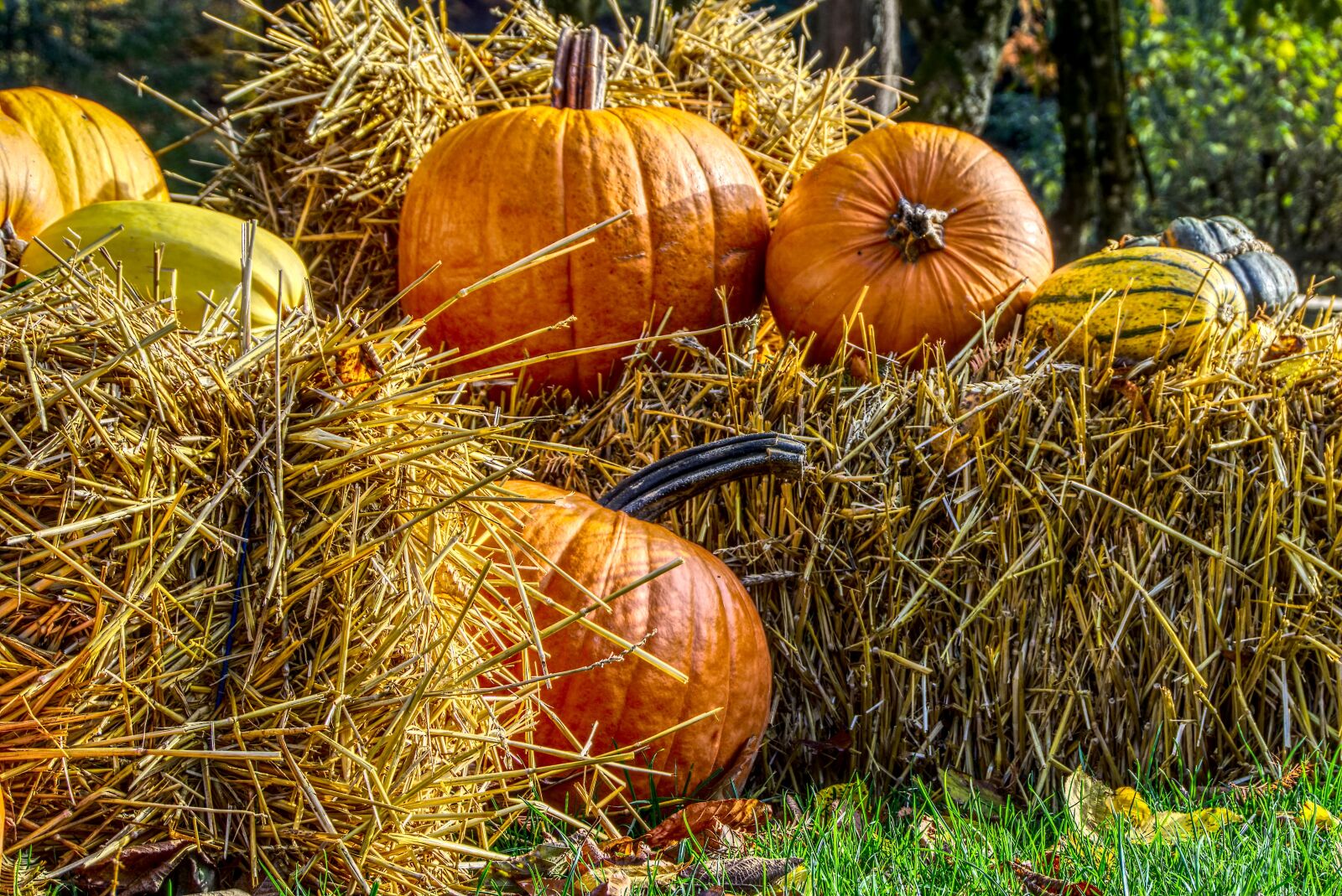 Sony a6000 sample photo. Pumpkin, halloween, decoration photography