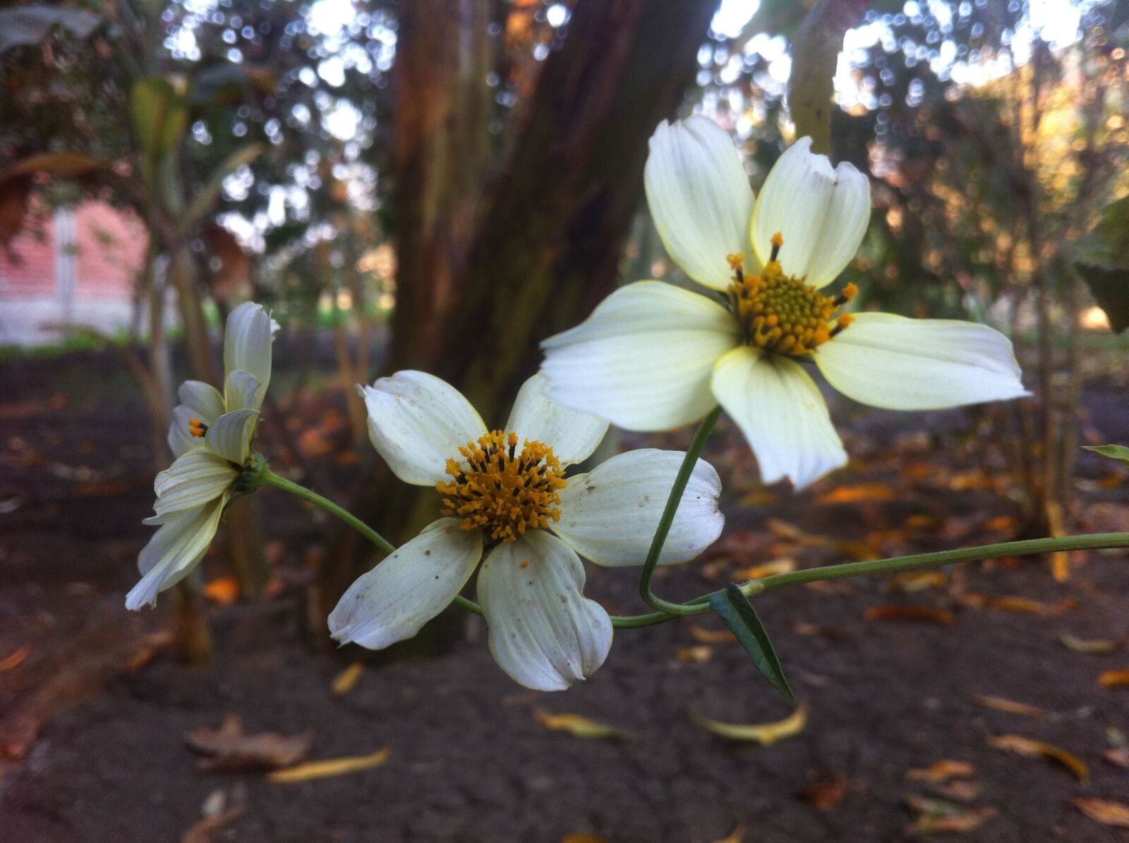 iPhone 4 back camera 3.85mm f/2.8 sample photo. Beauty photography