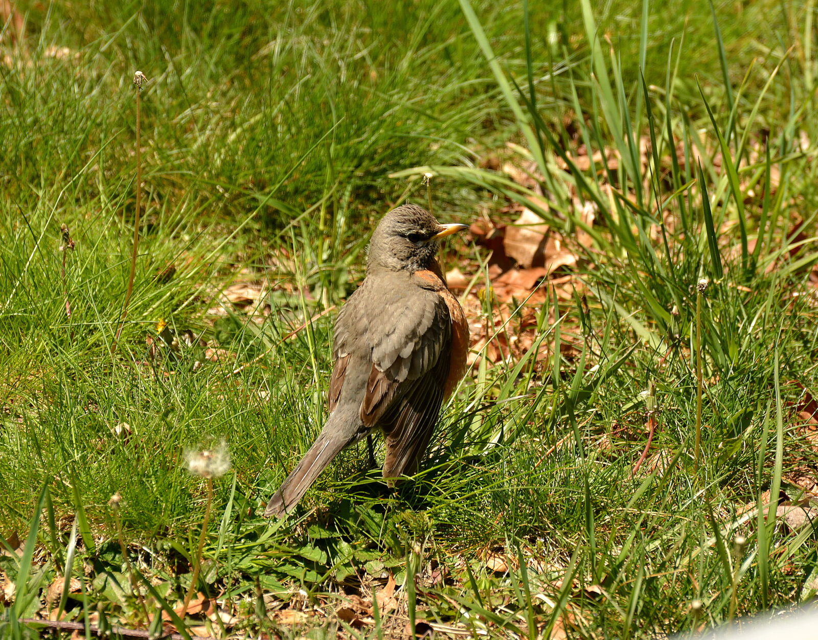 Nikon D5200 sample photo. Animal, bird, feathers, mammal photography