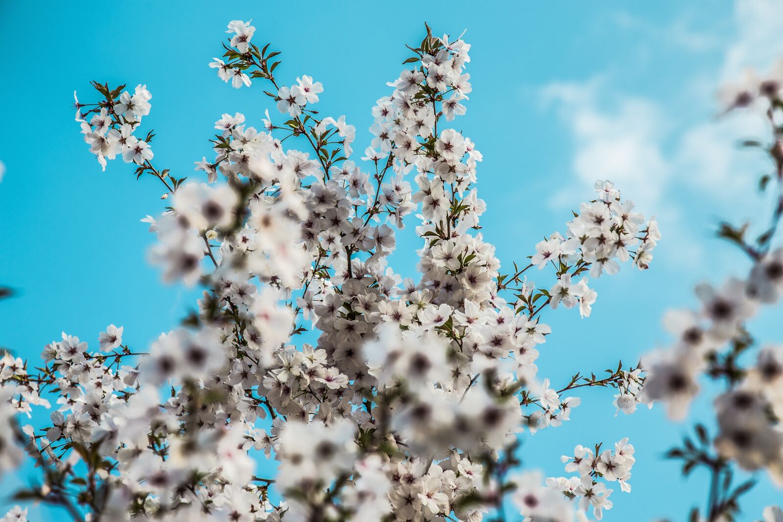 Canon EOS 6D + Canon EF 24-105mm F4L IS USM sample photo. Spring, daylight, blue photography