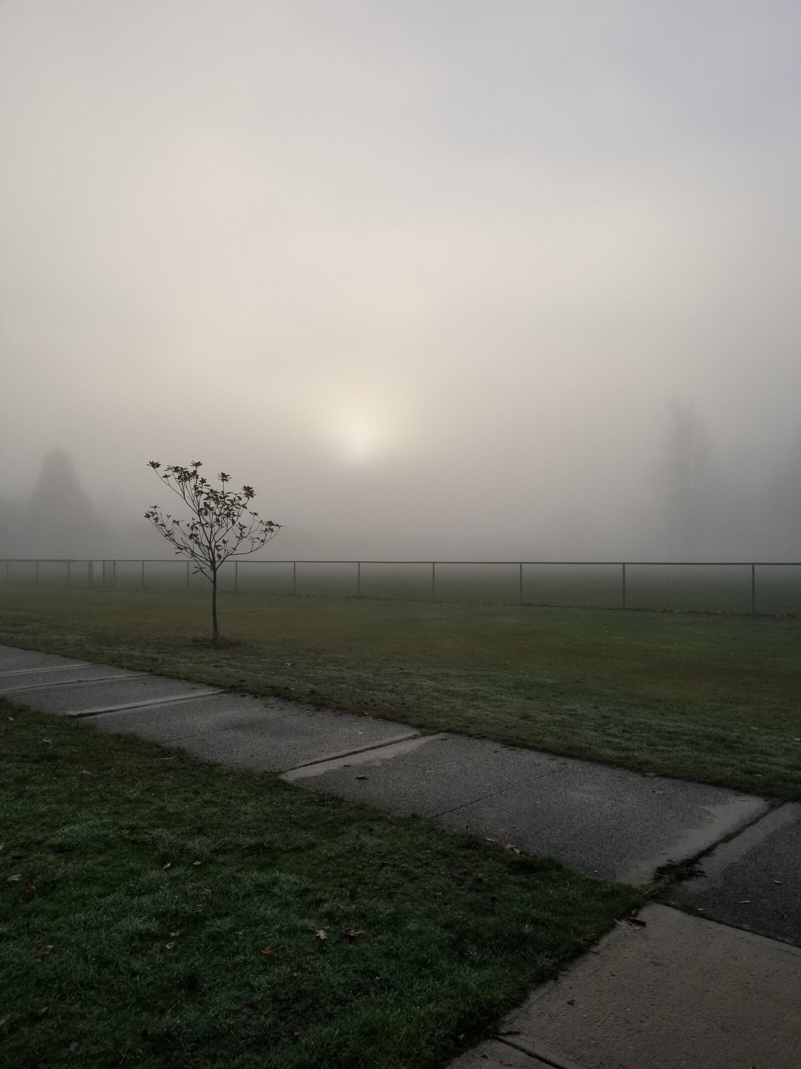Samsung Galaxy S8+ sample photo. Fog, nature, dawn photography