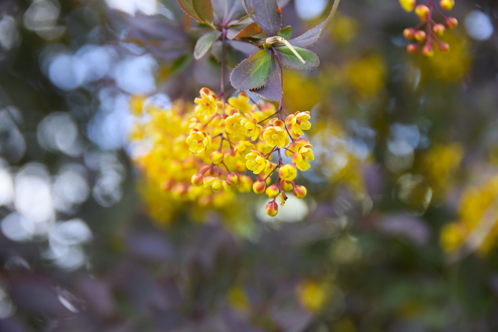 Nikon D5300 sample photo. Flower, nature, yellow photography