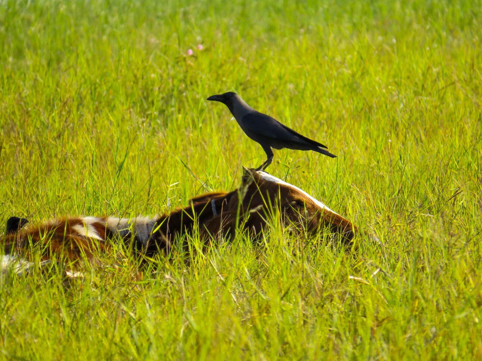 Canon PowerShot SX50 HS sample photo. Bird, grass, wildlife photography