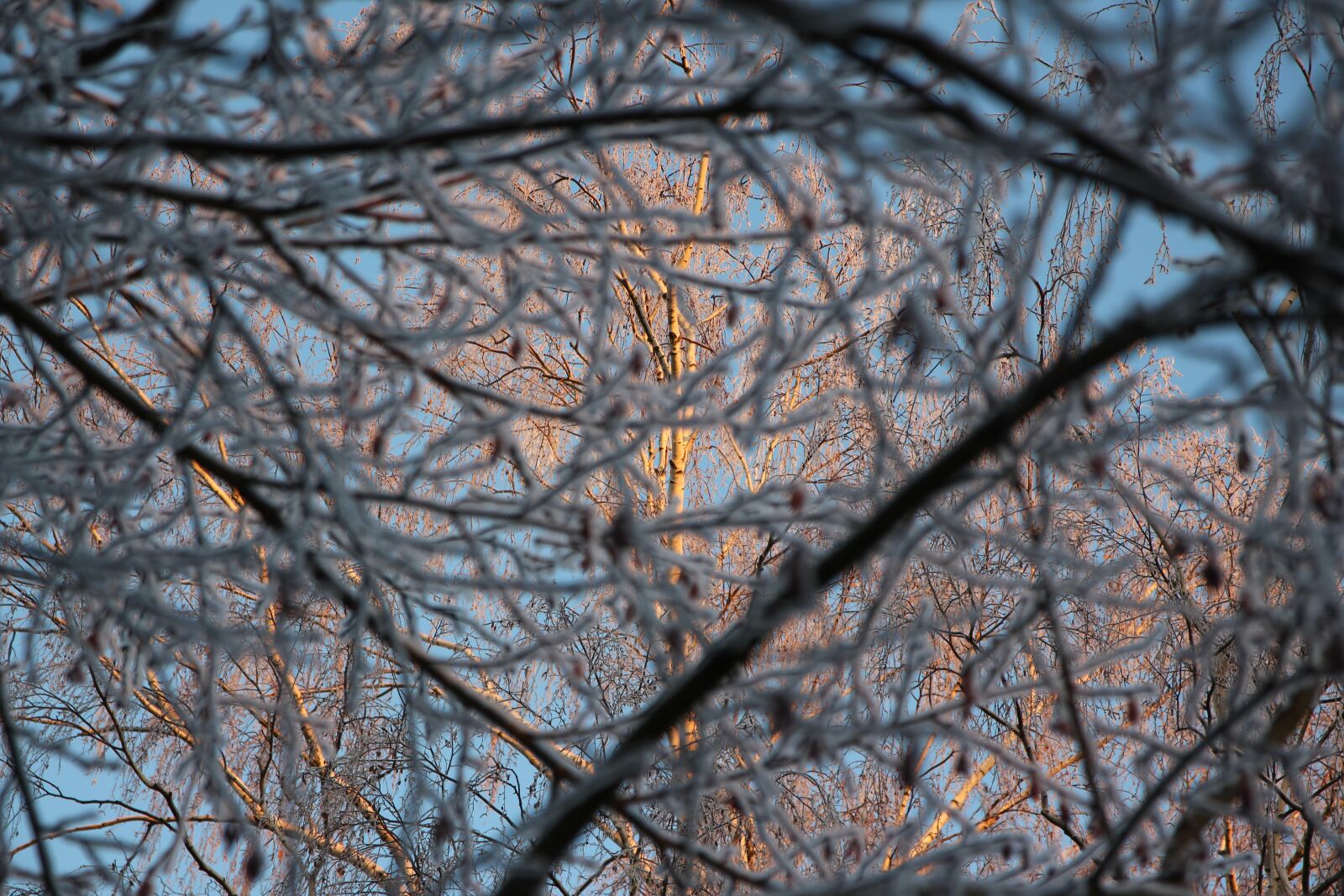 Canon EOS 650D (EOS Rebel T4i / EOS Kiss X6i) sample photo. Branch, blue, snow photography