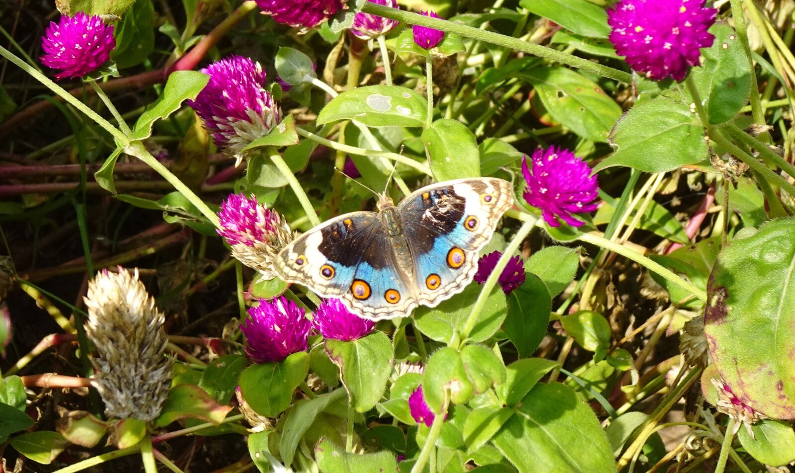 Sony DSC-WX800 sample photo. Butterfly, blue pansy, insect photography