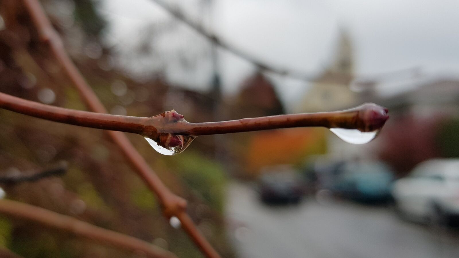 Samsung Galaxy S8 sample photo. Raindrop, close up, branch photography
