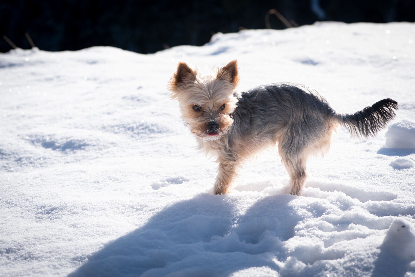 Nikon D750 sample photo. Dog, yorkie, yorkshire terrier photography