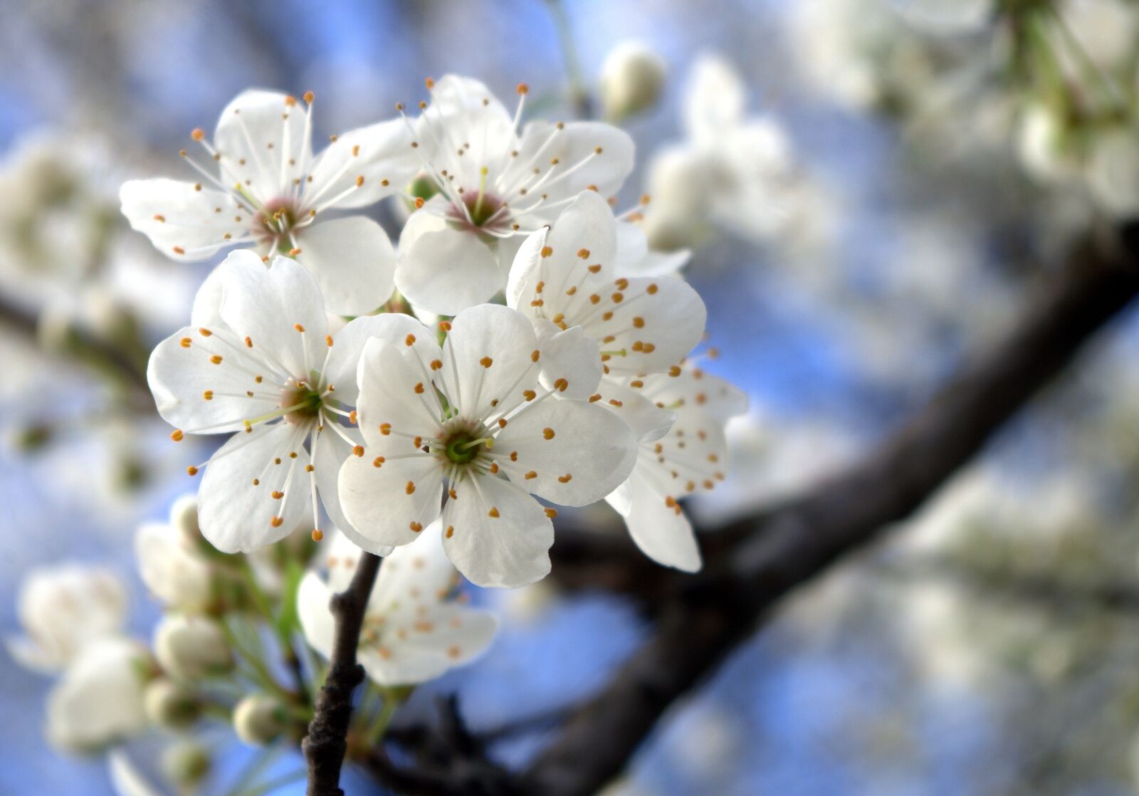 Pentax K-30 sample photo. Flowers, spring, nature photography