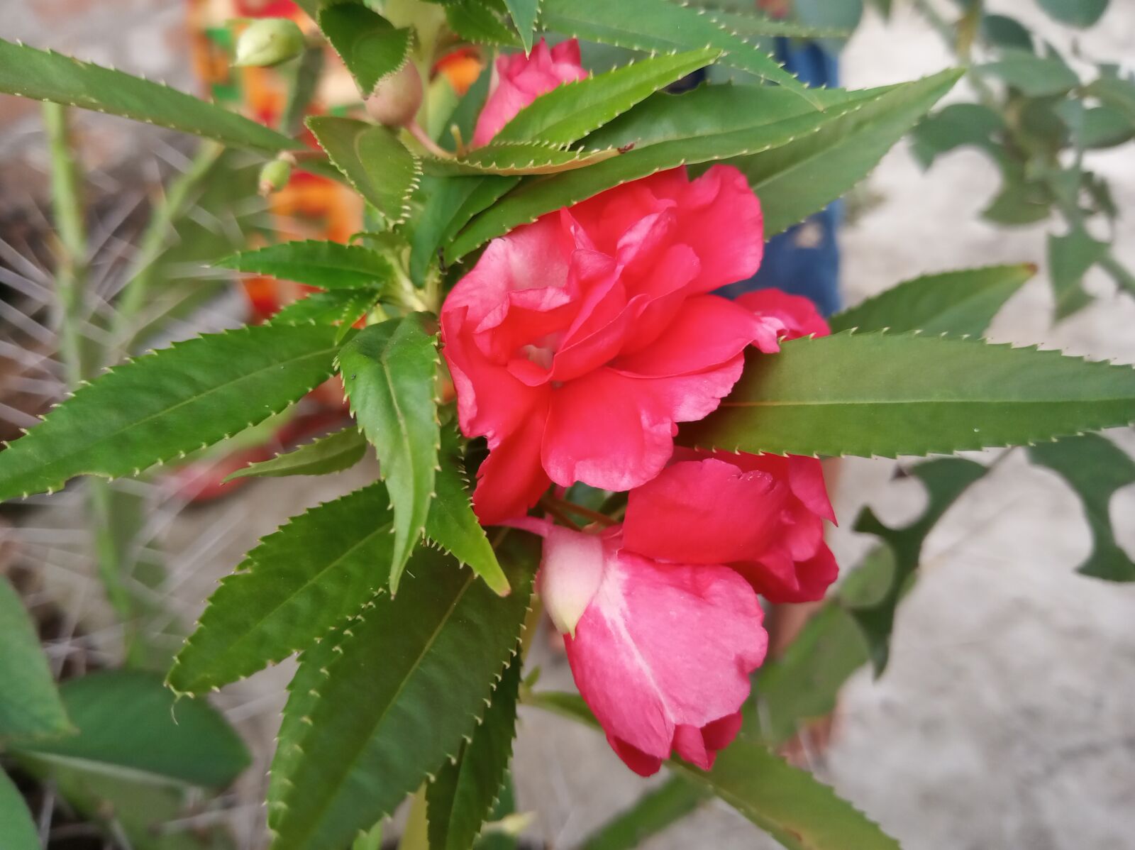 Xiaomi Redmi 6 sample photo. Nature, natural, flower photography