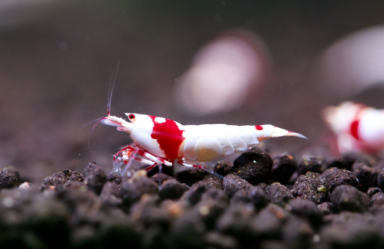 Canon EF 100mm F2.8L Macro IS USM sample photo. Red, ornamental shrimp, crs photography