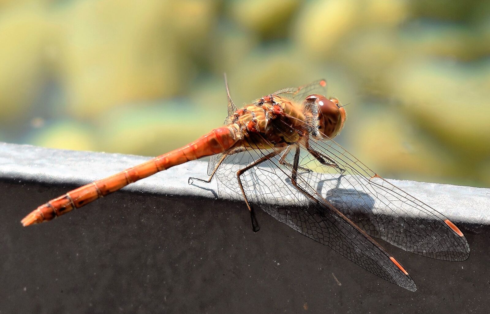 Nikon D5500 sample photo. Dragonfly, animal, close up photography