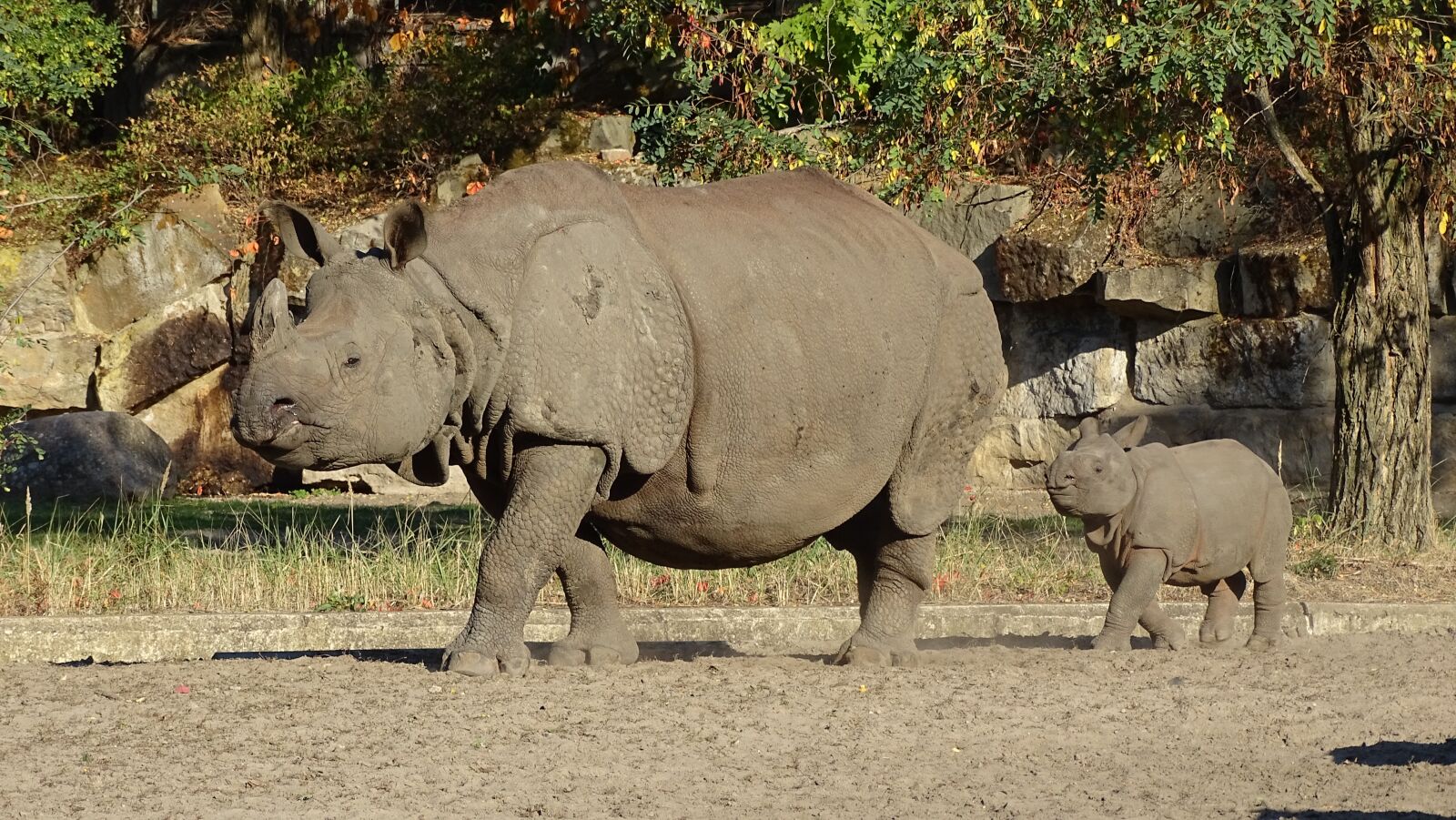 Sony Cyber-shot DSC-HX400V sample photo. Indian rhinoceros, animals, mammalia photography
