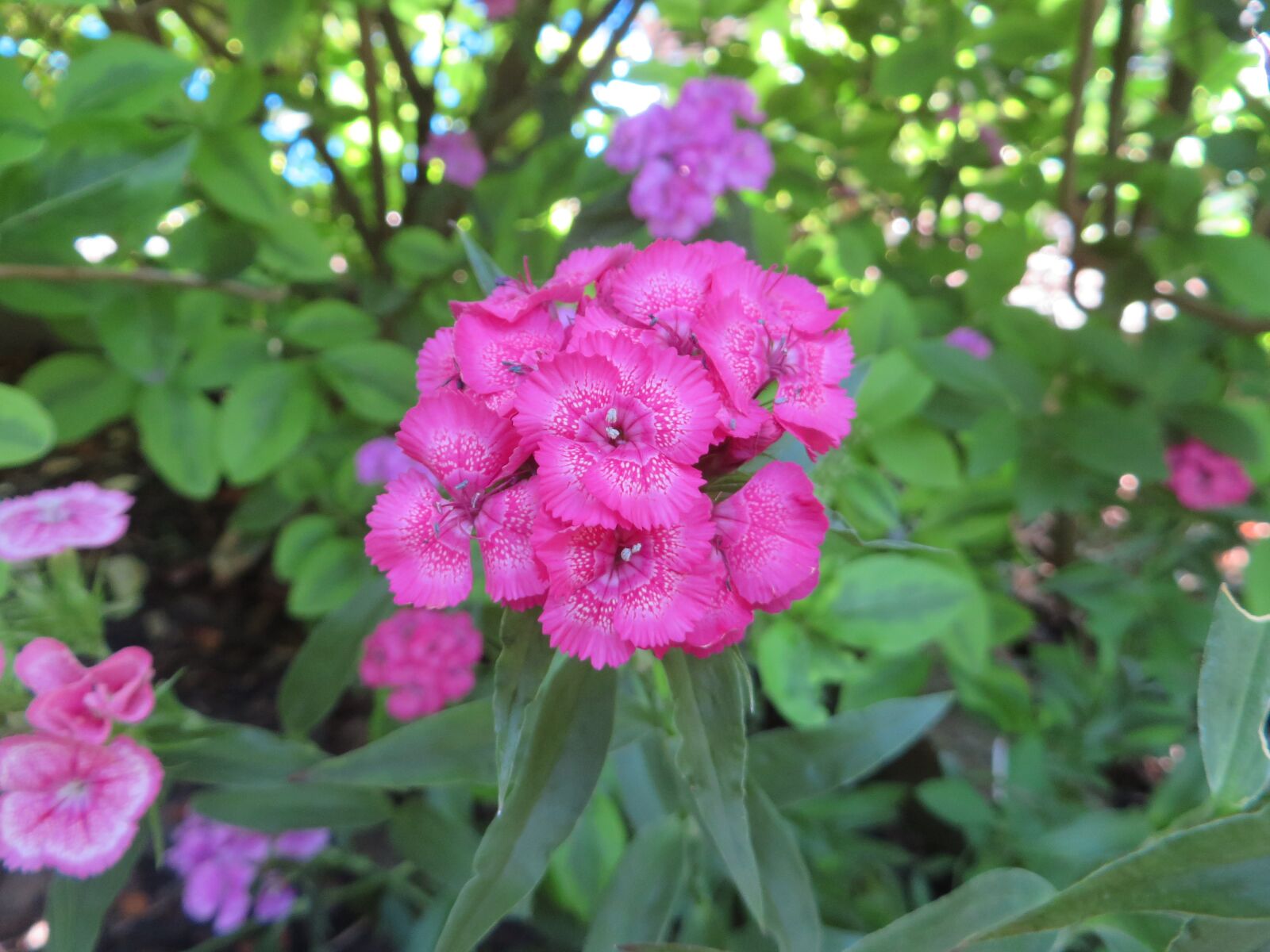 Canon PowerShot SX270 HS sample photo. Flower, nature, plant photography
