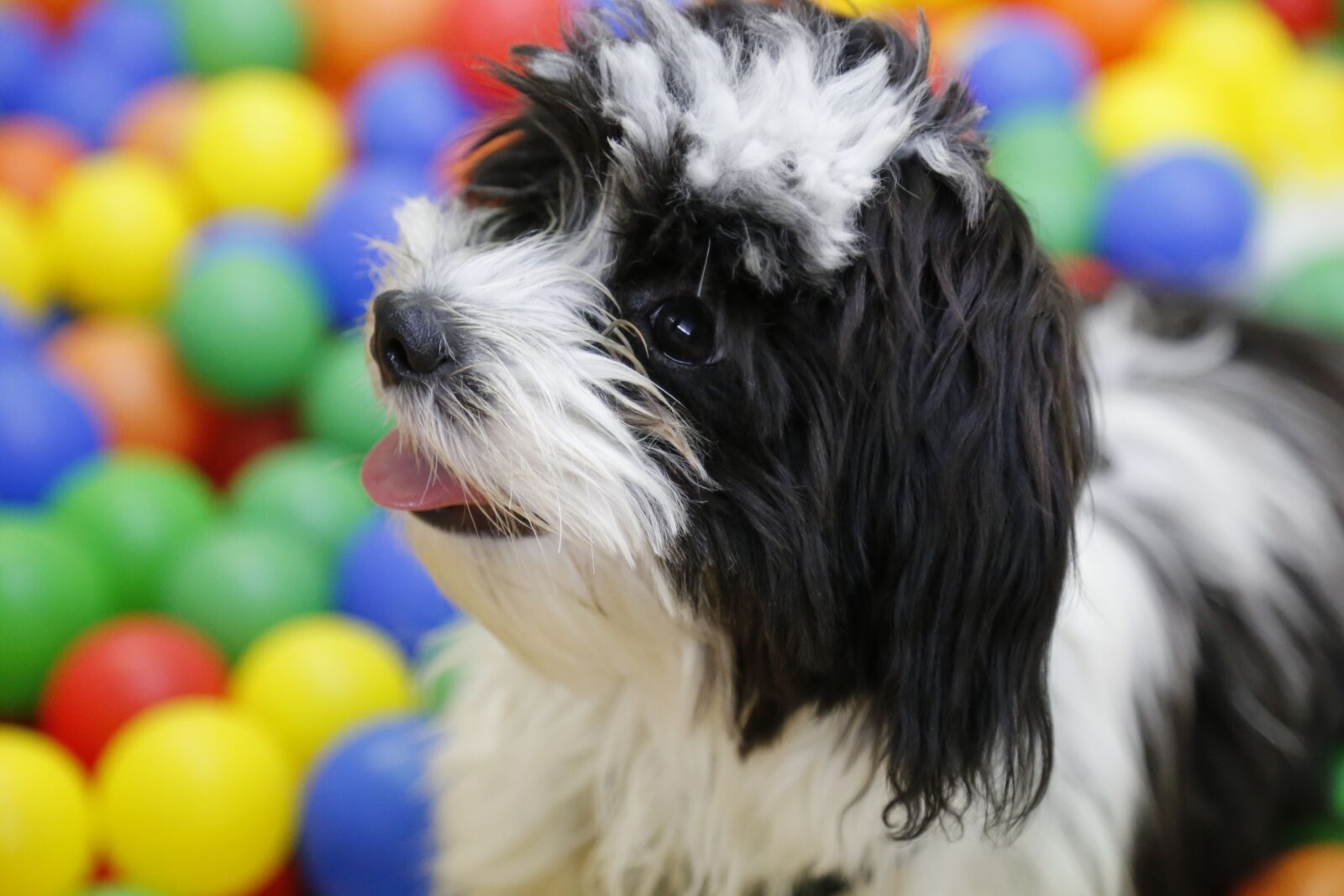 Canon EOS 6D + Canon EF 24-105mm F4L IS USM sample photo. Dog, puppy, shih tzu photography