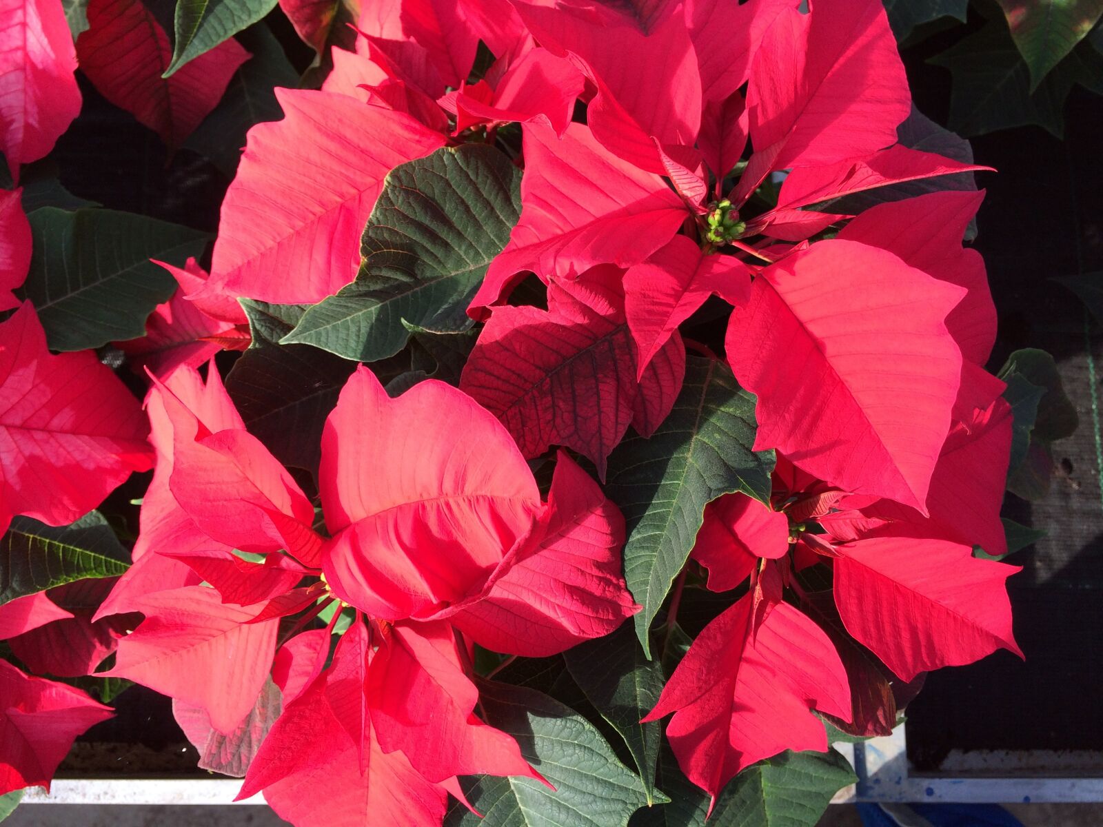iPhone 5s back camera 4.15mm f/2.2 sample photo. Poinsettia, red flower, flower photography