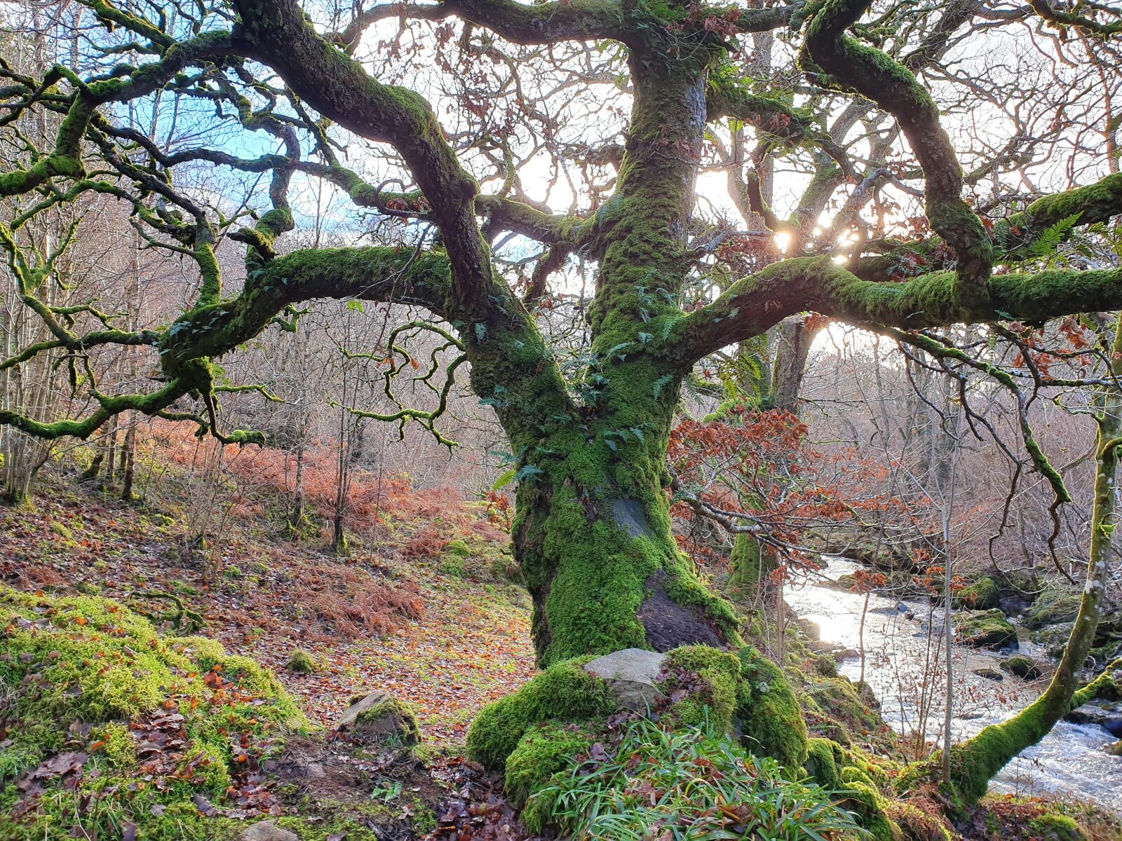 Samsung Galaxy S10+ sample photo. Tree, wood, woodland photography