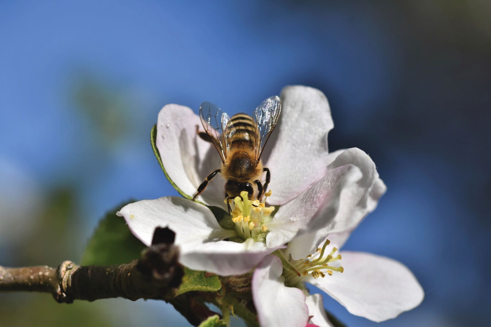 Nikon D7200 sample photo. Bee, honey bee, insect photography