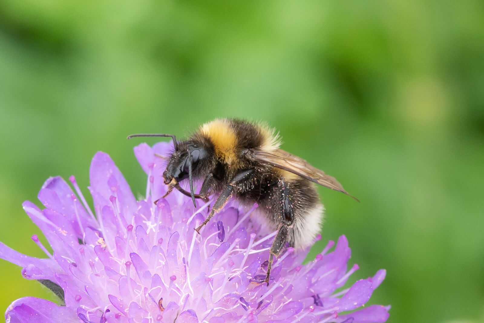 Canon EOS 6D Mark II sample photo. Bumblebee, bee, havehumle photography