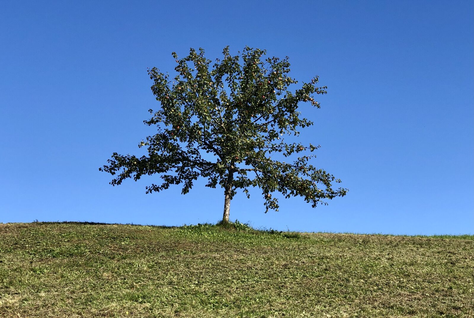 Apple iPhone X sample photo. Tree, sky, nature photography