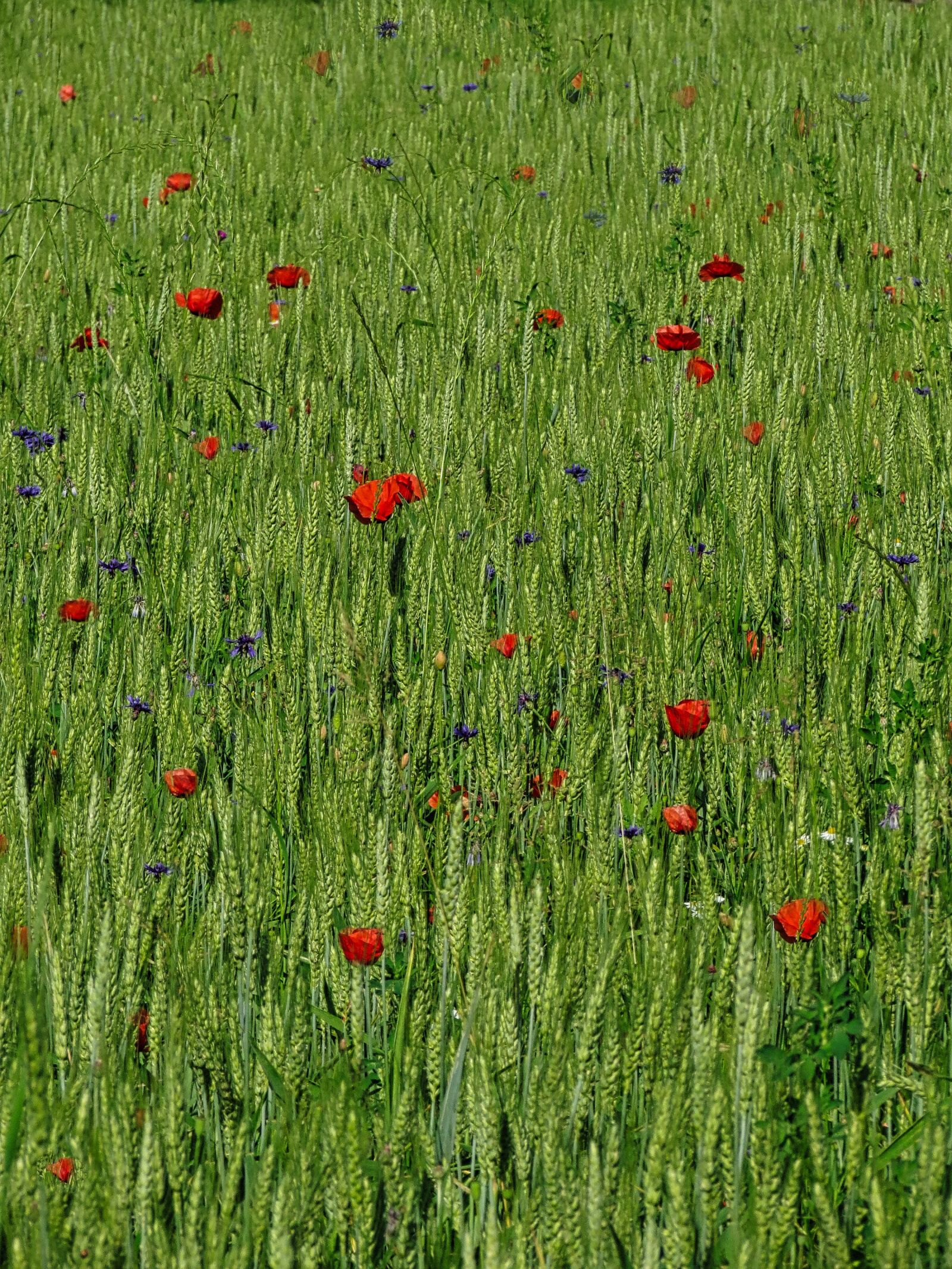 4.3 - 150.5 mm sample photo. Wheat, cereal, poppies photography