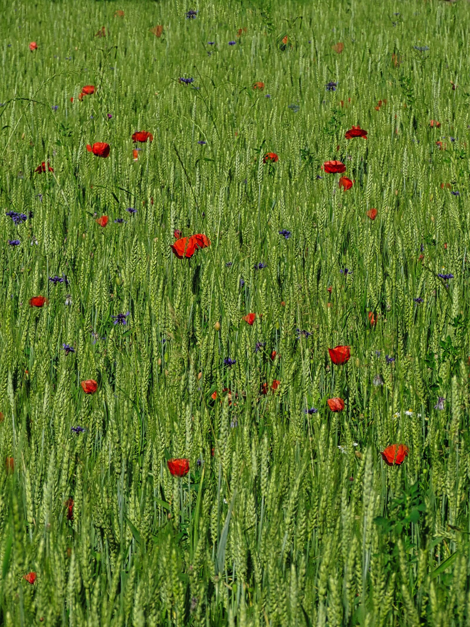Canon PowerShot SX40 HS sample photo. Wheat, cereal, poppies photography