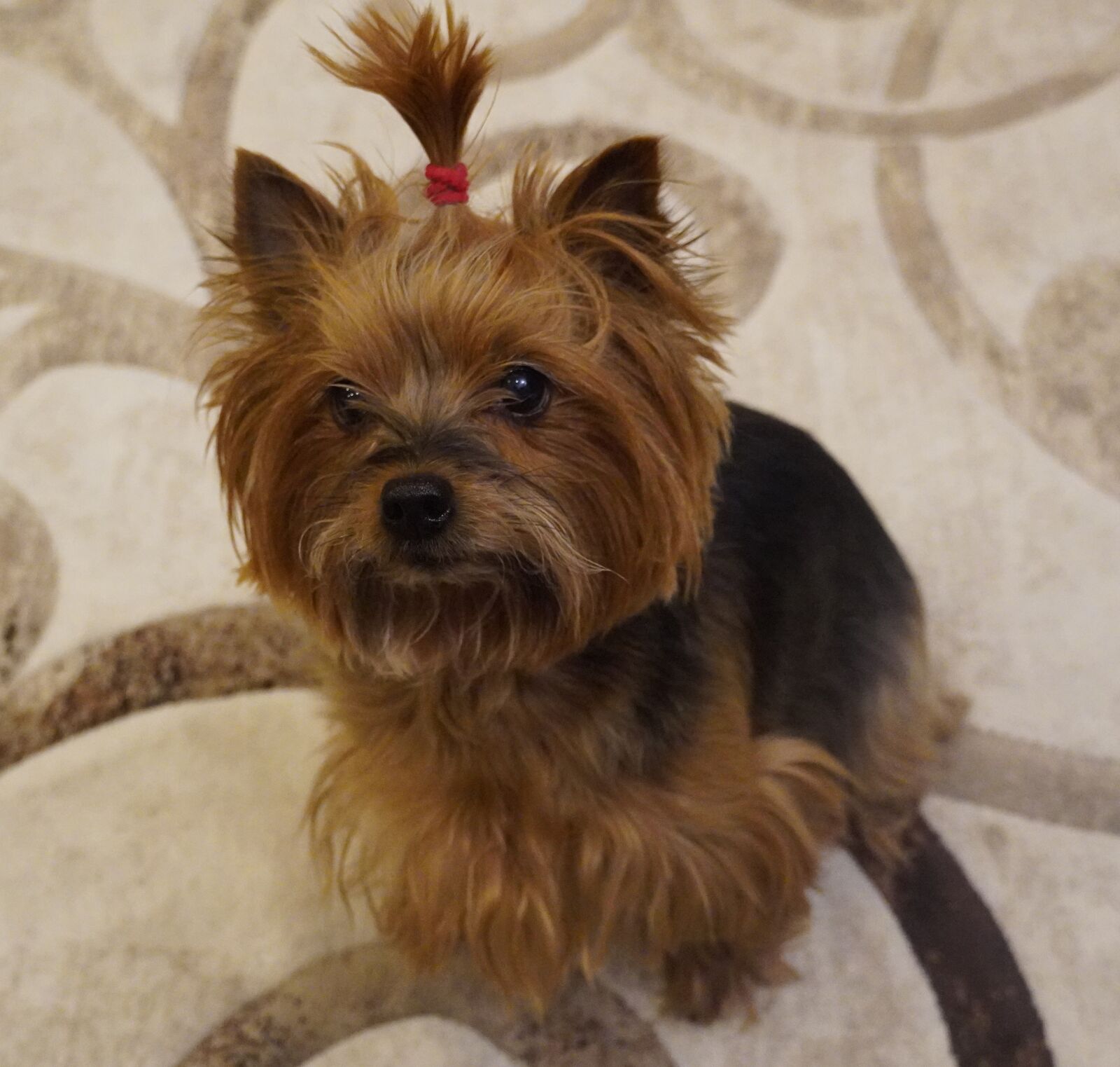 Sony a6400 sample photo. Yorkshire terrier, dog, pet photography