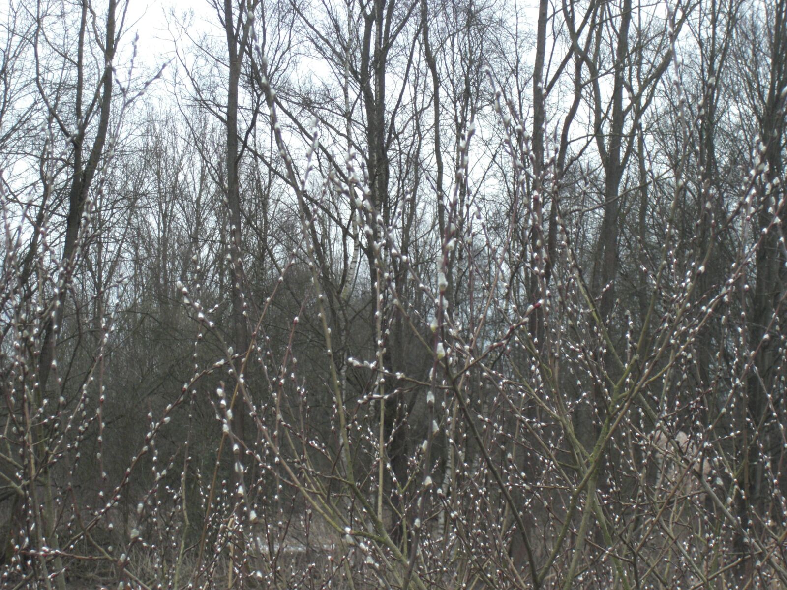 CASIO EX-Z200 sample photo. Nature, willow, willow kittens photography
