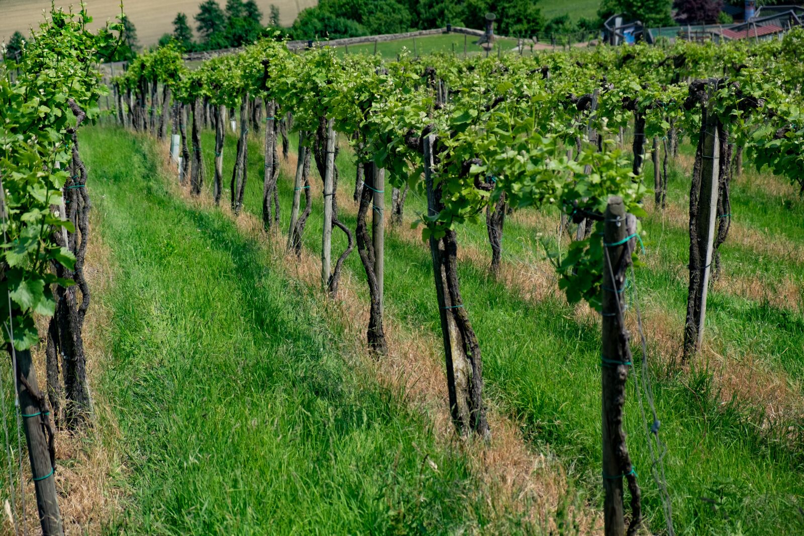 Fujifilm X-T10 sample photo. Vineyard, vines, grapes photography
