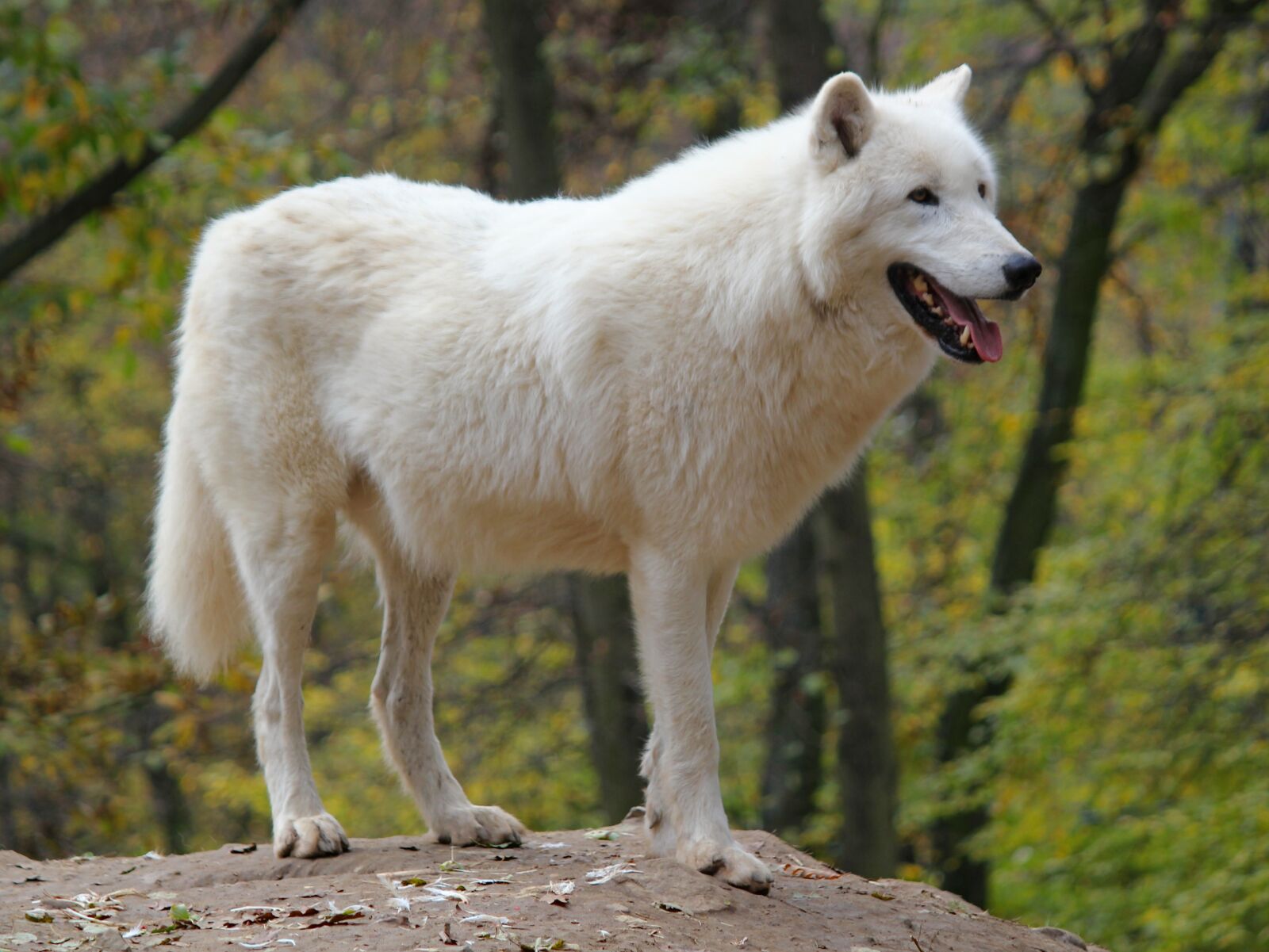 Canon EOS 550D (EOS Rebel T2i / EOS Kiss X4) sample photo. Wolf, arctic, polar photography