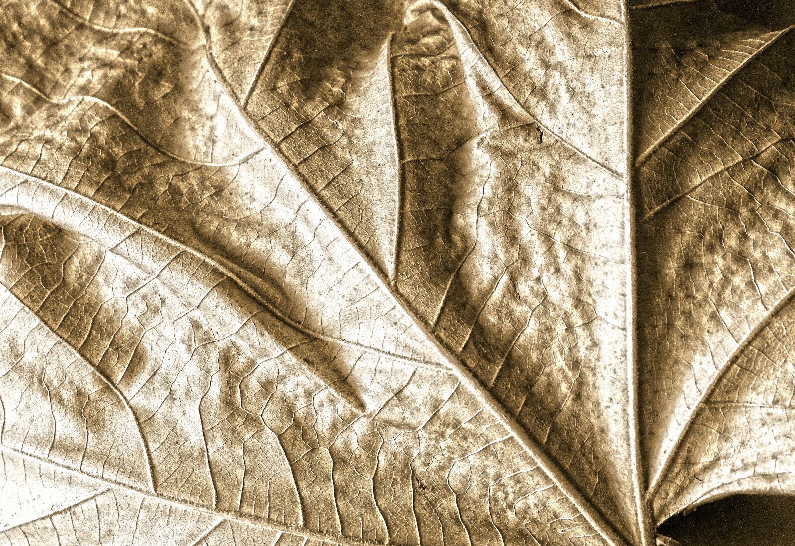 Canon EOS 500D (EOS Rebel T1i / EOS Kiss X3) sample photo. Leaf, dry, nature photography