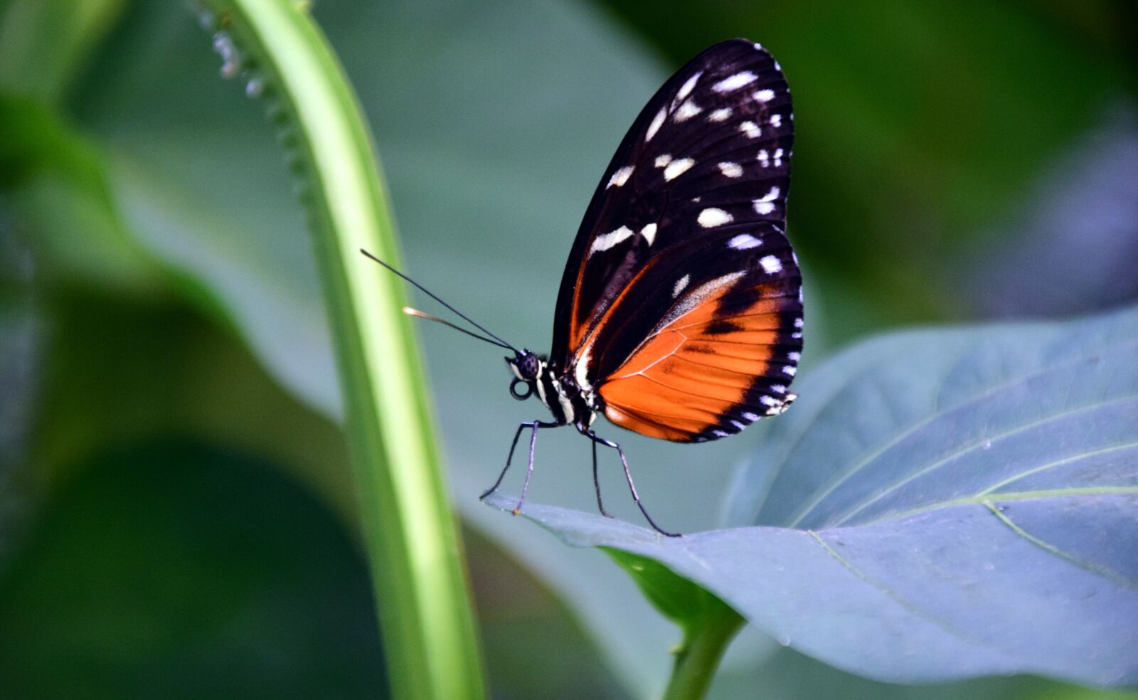Nikon D3300 sample photo. Golden passion flower butterfly photography