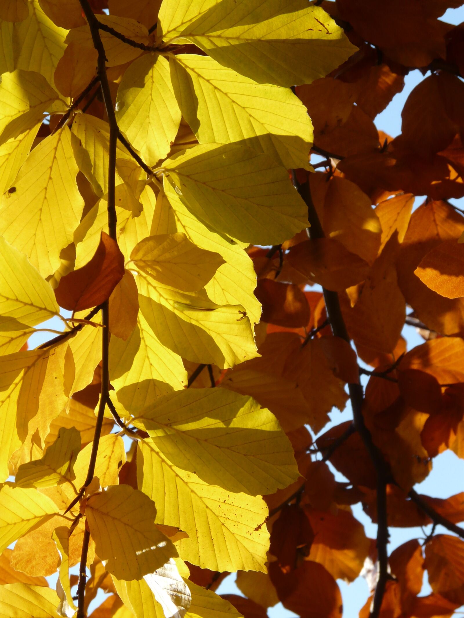 Panasonic DMC-FZ18 sample photo. Beech, fagus sylvatica, fagus photography