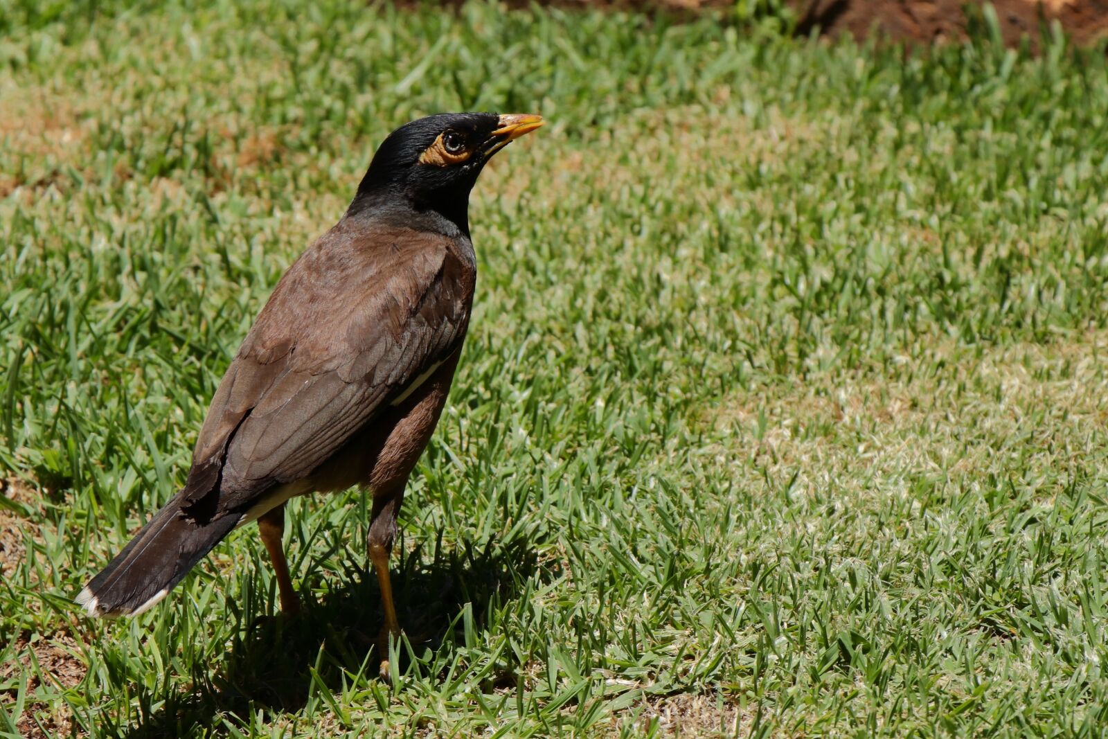 Canon EF-S 18-135mm F3.5-5.6 IS USM sample photo. Indian mina, bird, nature photography