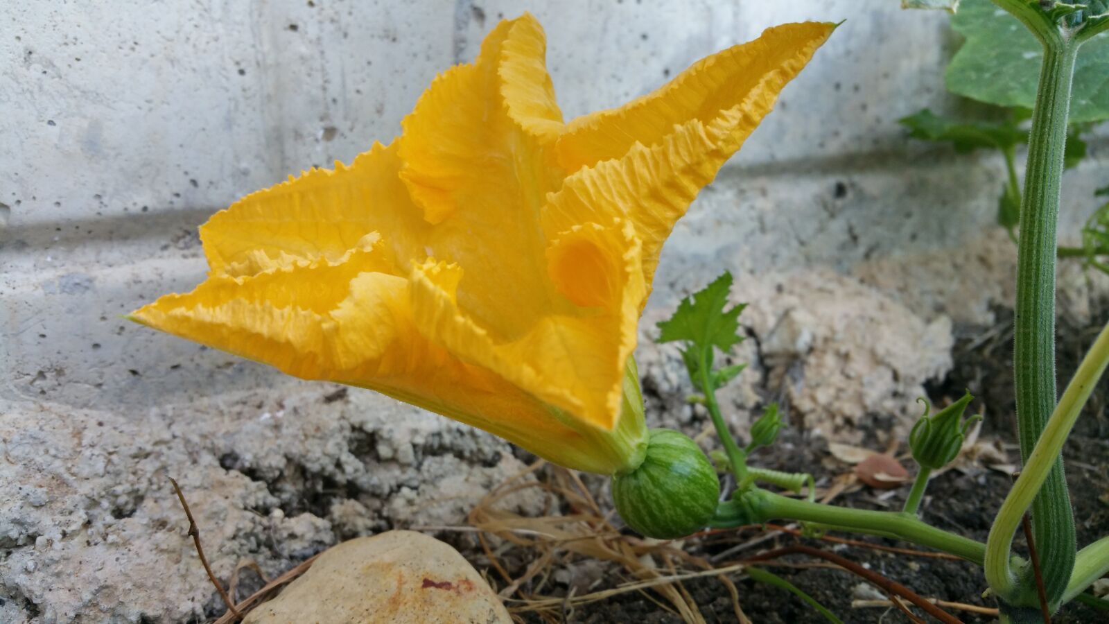 Samsung Galaxy Note4 sample photo. Pumpkin flower, yellow flower photography
