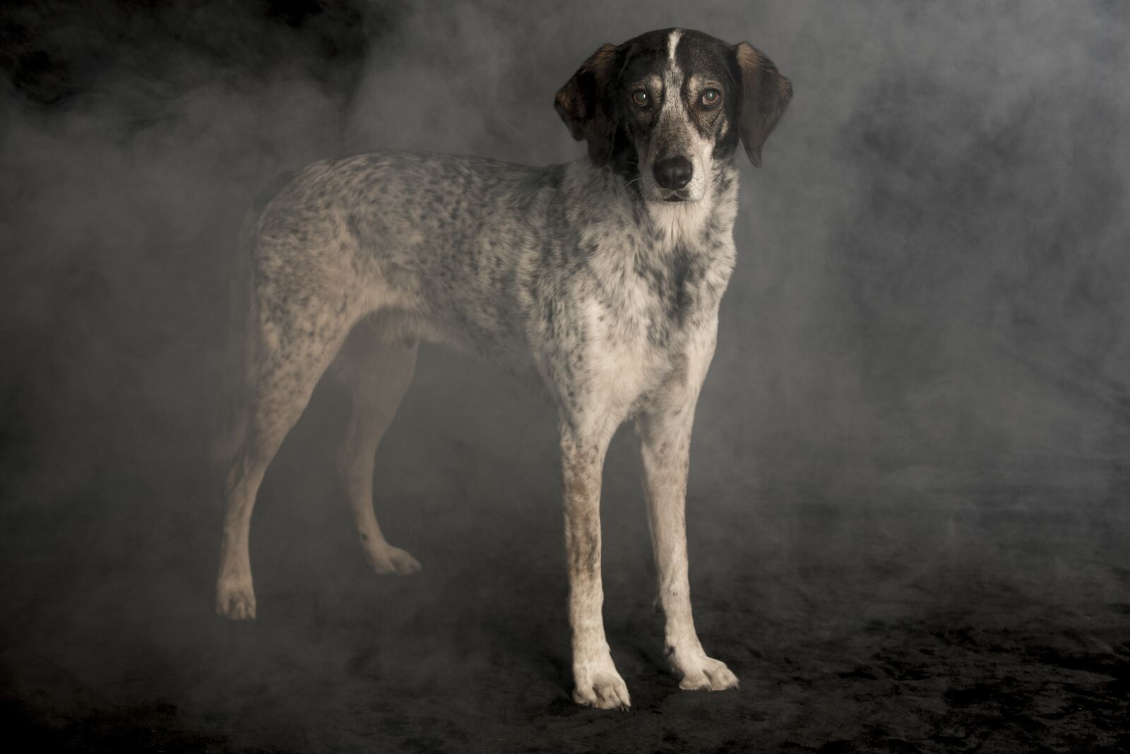 Nikon D750 sample photo. Dog in the fog photography
