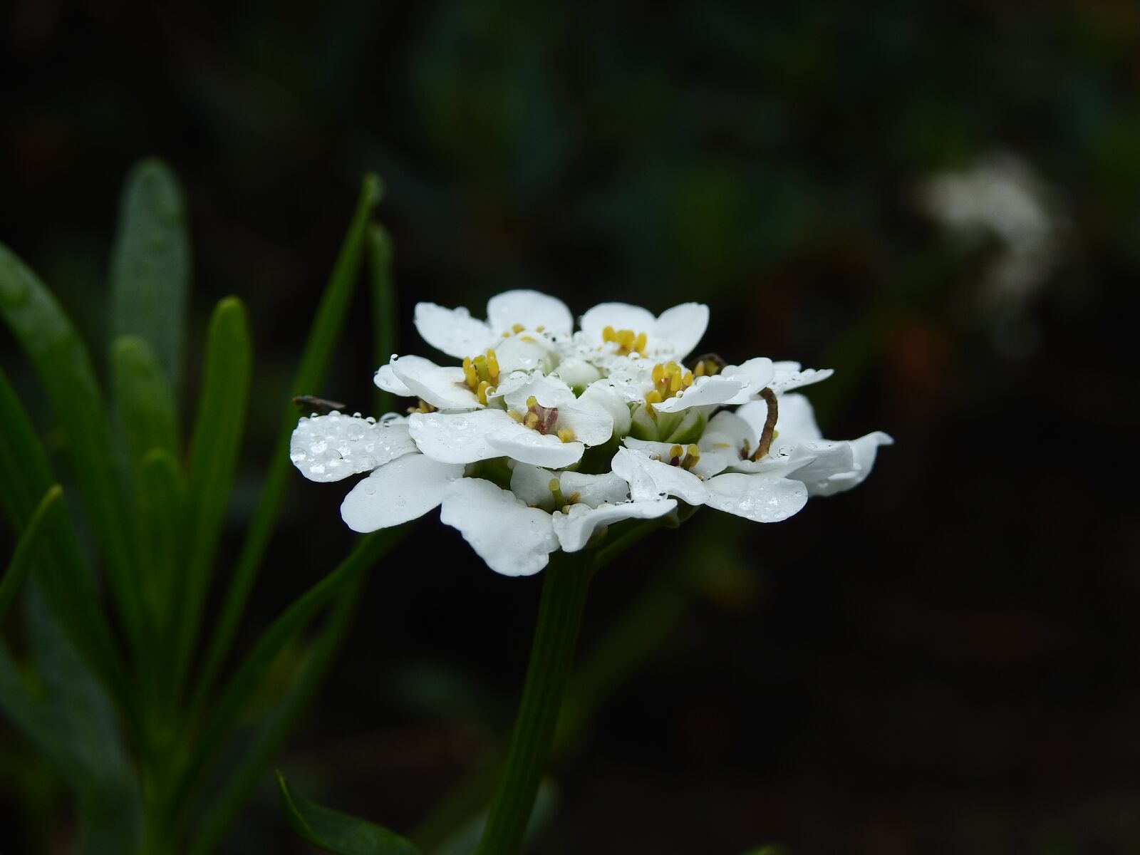 Nikon Coolpix P900 sample photo. Flower, wild, nature photography