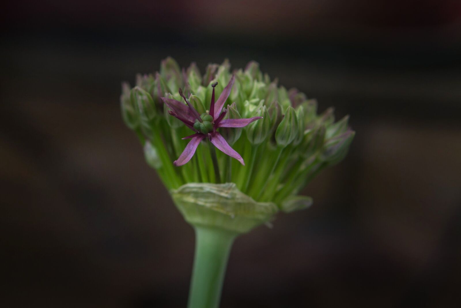 30mm F1.4 DC DN | Contemporary 016 sample photo. Flower, blossom, bloom photography