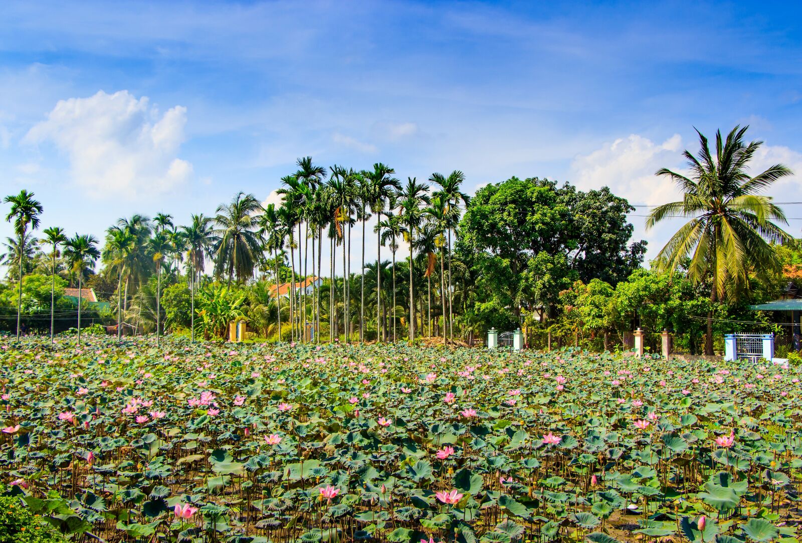Canon EOS 600D (Rebel EOS T3i / EOS Kiss X5) sample photo. Lotus, ninh, hoa photography