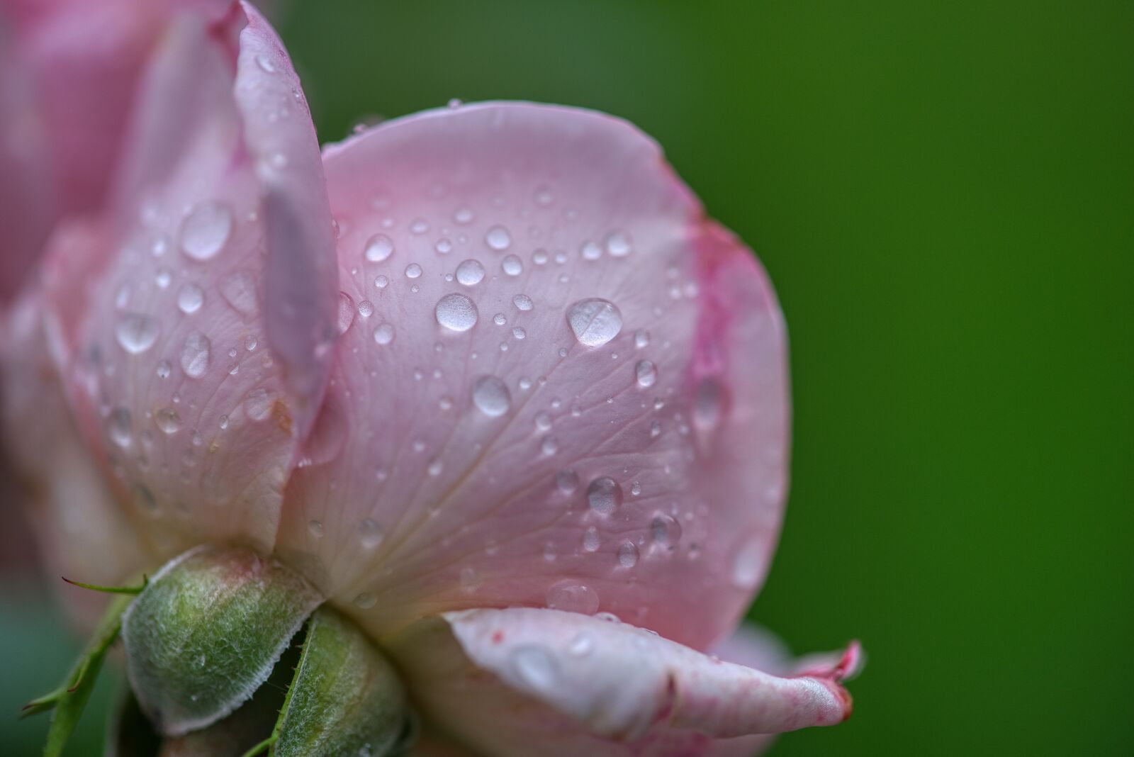 Nikon D750 sample photo. Rose, flower, blossom photography