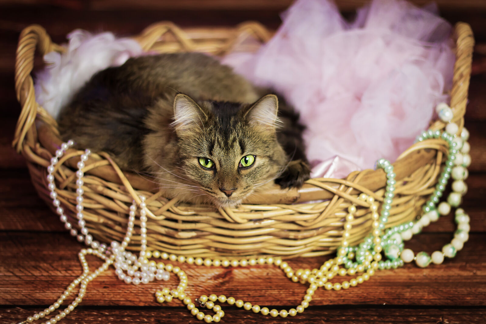 Canon EF 50mm F1.8 STM sample photo. Animal, basket, cat, feline photography