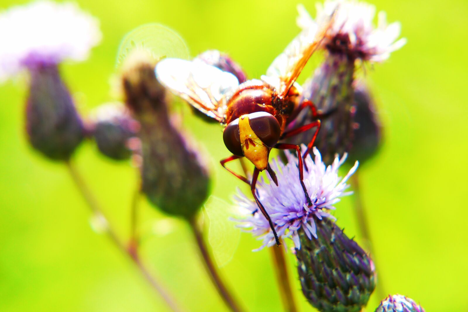 Panasonic Lumix DMC-FZ200 sample photo. Trzmiel wka, volucella inanis photography