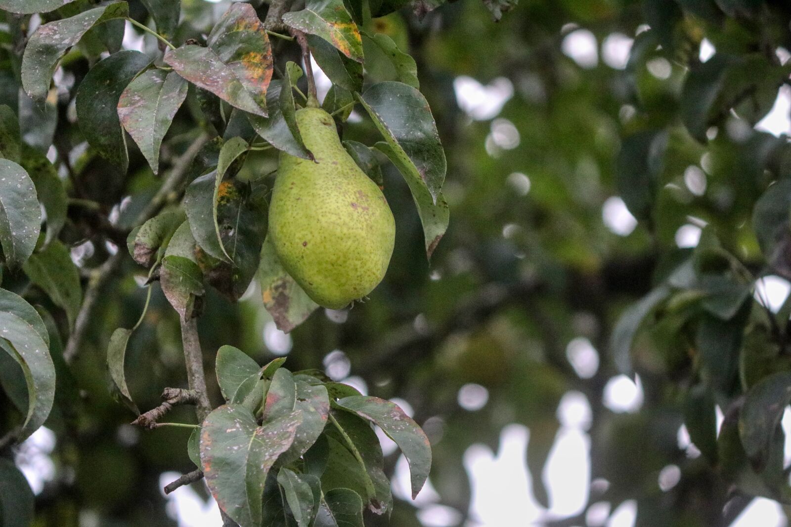 Canon EOS 80D sample photo. Pear, fruit, vitamins photography