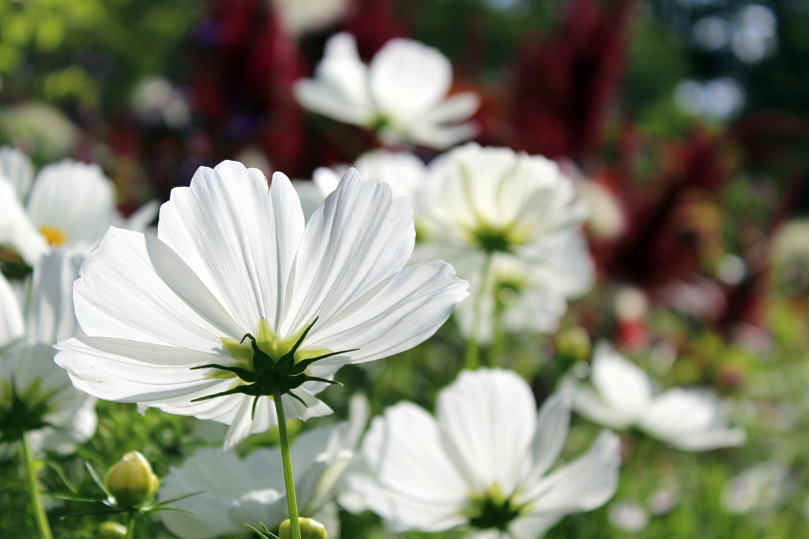 Canon EOS 1300D (EOS Rebel T6 / EOS Kiss X80) sample photo. Cosmos bipinnatus, cosmea, flower photography