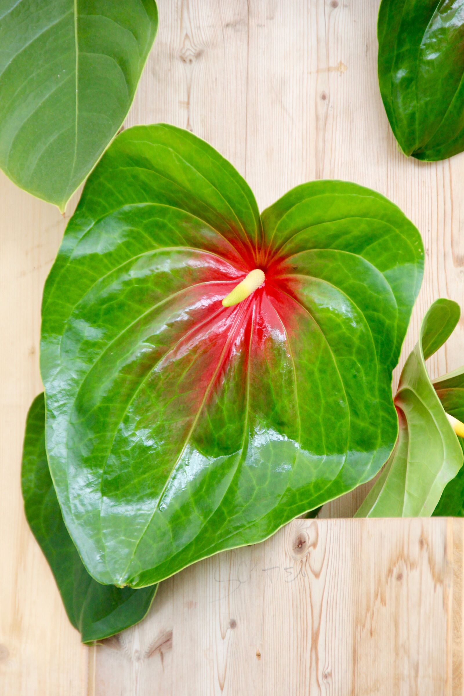 Canon EOS 60D sample photo. Flamingo flower, anthurium, flower photography