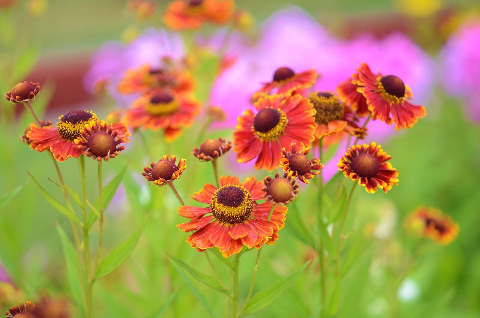 Nikon D7000 sample photo. Flower, natur, spring photography