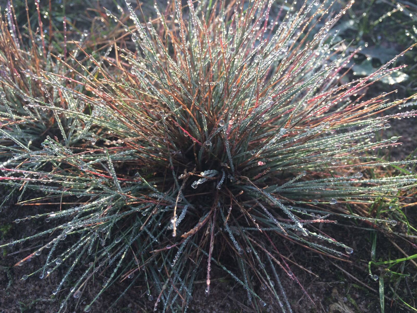 iPhone 5s back camera 4.15mm f/2.2 sample photo. Graspol, dew, grass photography