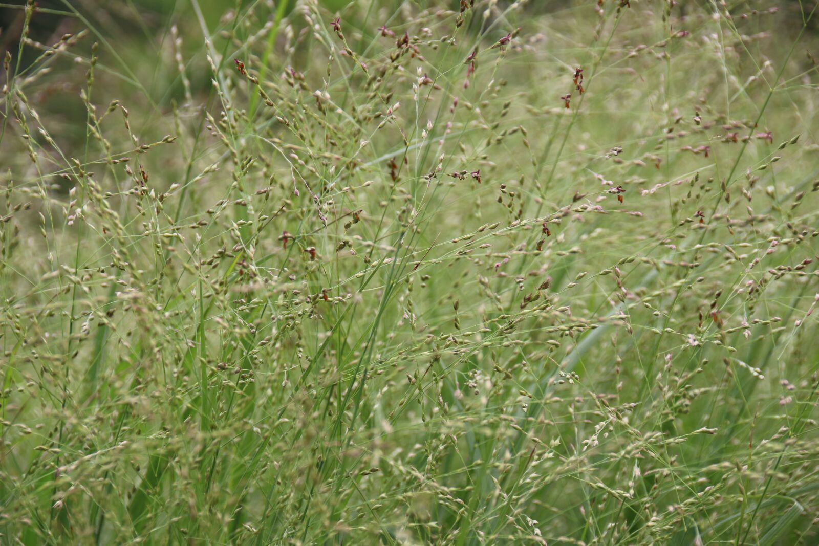Canon EOS 700D (EOS Rebel T5i / EOS Kiss X7i) sample photo. Grass, on the vine photography